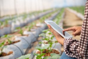 Close-up of a person using a tablet in a modern greenhouse, touching the screen while standing next to rows of young green plants growing in white containers with irrigation tubes. The background shows a long, blurred agricultural structure, emphasizing the use of digital technology to monitor crops, improve productivity, and support agricultural investments.